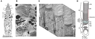 Compartmentalization of Photoreceptor Sensory Cilia